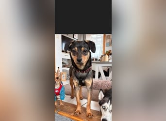 ❤️Sanfter Tiaro sucht dich✨evtl Pinscher Mix