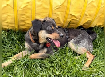 ❤️Sanfter Tiaro sucht dich✨evtl Pinscher Mix