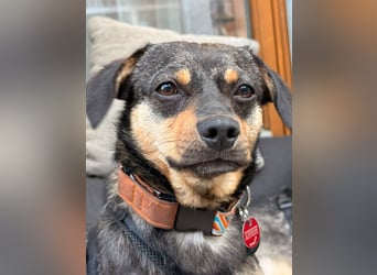 ❤️Sanfter Tiaro sucht dich✨evtl Pinscher Mix