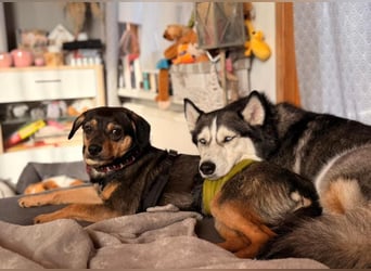 ❤️Sanfter Tiaro sucht dich✨evtl Pinscher Mix