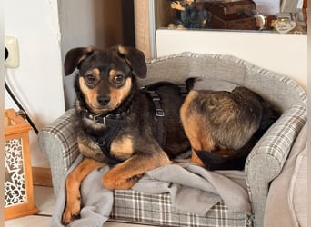 ❤️Sanfter Tiaro sucht dich✨evtl Pinscher Mix