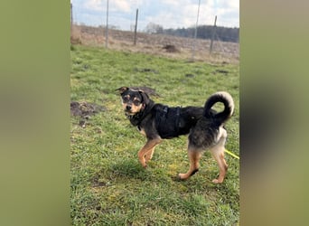 ❤️Sanfter Tiaro sucht dich✨evtl Pinscher Mix