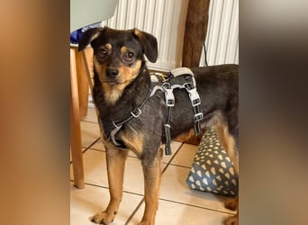 ❤️Sanfter Tiaro sucht dich✨evtl Pinscher Mix