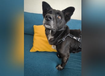 Handlicher, bescheidener Hundejunge, 6J., bürotauglich, kastriert, gepflegt
