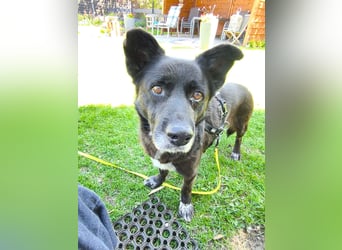 Handlicher, bescheidener Hundejunge, 6J., bürotauglich, kastriert, gepflegt