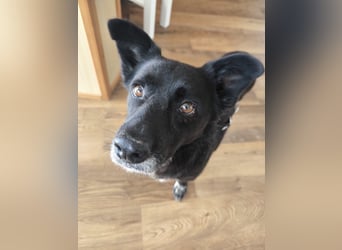 Handlicher, bescheidener Hundejunge, 6J., bürotauglich, kastriert, gepflegt