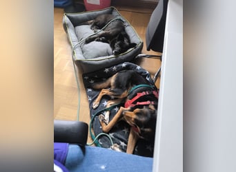 Handlicher, bescheidener Hundejunge, 6J., bürotauglich, kastriert, gepflegt