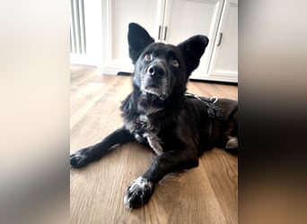 Handlicher, bescheidener Hundejunge, 6J., bürotauglich, kastriert, gepflegt