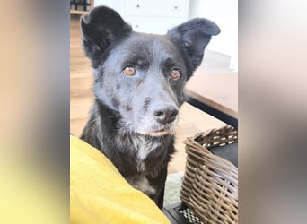 Handlicher, bescheidener Hundejunge, 6J., bürotauglich, kastriert, gepflegt