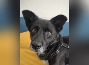 Handlicher, bescheidener Hundejunge, 6J., bürotauglich, kastriert, gepflegt