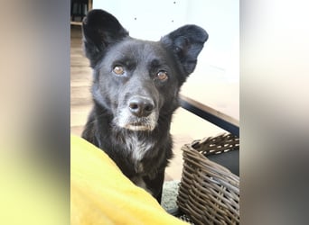 Handlicher, bescheidener Hundejunge, 6J., bürotauglich, kastriert, gepflegt