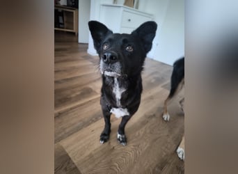 Handlicher, bescheidener Hundejunge, 6J., bürotauglich, kastriert, gepflegt