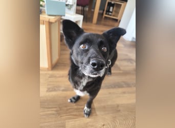 Handlicher, bescheidener Hundejunge, 6J., bürotauglich, kastriert, gepflegt