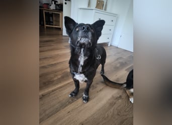 Handlicher, bescheidener Hundejunge, 6J., bürotauglich, kastriert, gepflegt