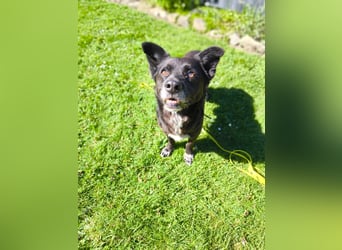Handlicher, bescheidener Hundejunge, 6J., bürotauglich, kastriert, gepflegt