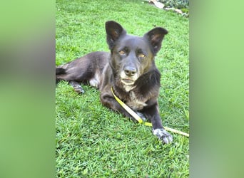 Handlicher, bescheidener Hundejunge, 6J., bürotauglich, kastriert, gepflegt