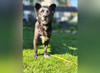 Handlicher, bescheidener Hundejunge, 6J., bürotauglich, kastriert, gepflegt
