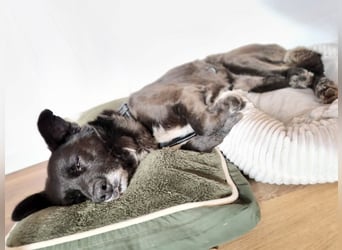 Handlicher, bescheidener Hundejunge, 6J., bürotauglich, kastriert, gepflegt