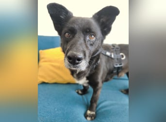 Handlicher, bescheidener Hundejunge, 6J., bürotauglich, kastriert, gepflegt