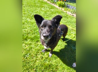 Handlicher, bescheidener Hundejunge, 6J., bürotauglich, kastriert, gepflegt