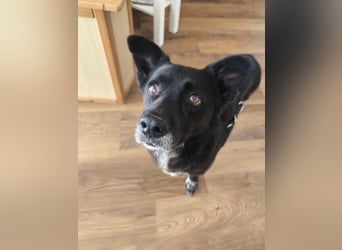Handlicher, bescheidener Hundejunge, 6J., bürotauglich, kastriert, gepflegt