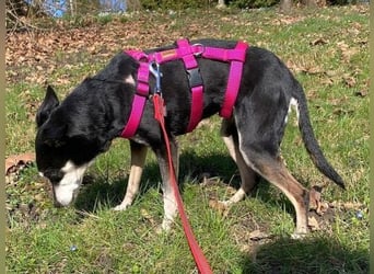- Cookie wartet in 66386 St. Ingbert -