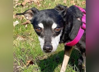- Cookie wartet in 66386 St. Ingbert -
