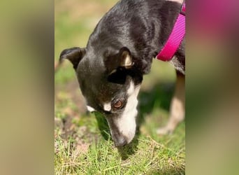 - Cookie wartet in 66386 St. Ingbert -