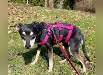 - Cookie wartet in 66386 St. Ingbert -