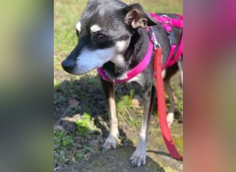 - Cookie wartet in 66386 St. Ingbert -
