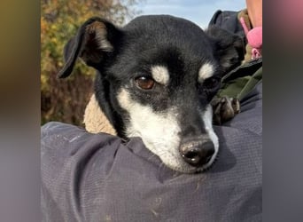 Oma Cookie wartet in 66386 St. Ingbert