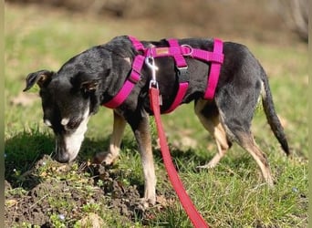 - Cookie wartet in 66386 St. Ingbert -