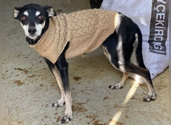 Oma Cookie wartet in 66386 St. Ingbert