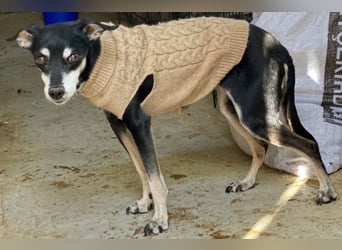 Oma Cookie wartet in 66386 St. Ingbert