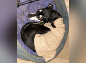 Oma Cookie wartet in 66386 St. Ingbert