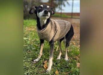 Oma Cookie wartet in 66386 St. Ingbert