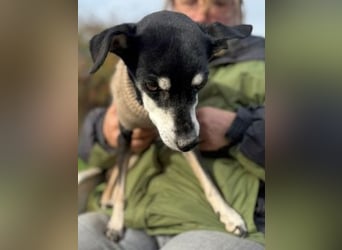 Oma Cookie wartet in 66386 St. Ingbert