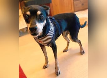 - Cookie wartet in 66386 St. Ingbert -