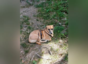 Tolo - anschmiegsamer, loyaler Rüde auf PS in 74374 Zaberfeld-Ochsenburg