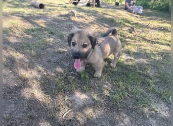 Marina - süßes, neugieriges Mini-Hundemädchen sucht das große Glück
