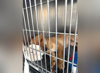 Cherry - charmante, fröhliche, kleine Hundedame sucht ein Zuhause