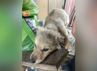 Nikki - verspieltes Welpen-Mädchen sucht ein Zuhause