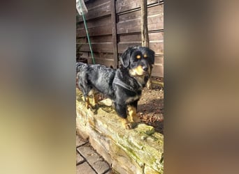 Edda - kleine, zuckersüße junge Hündin sucht liebevolles Zuhause