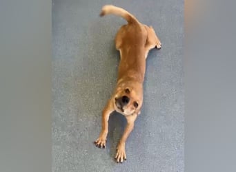 Cherry - charmante, fröhliche, kleine Hundedame sucht ein Zuhause