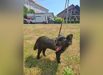 Bella - kleine süße Hündin sucht endlich ihr großes Glück