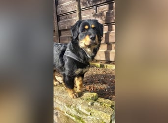 Edda - kleine, zuckersüße junge Hündin sucht liebevolles Zuhause