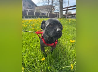 Onyx - freundliche, verspielte kleine Hündin sucht ein Zuhause