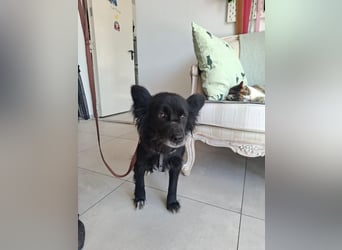 Bella - kleine süße Hündin sucht endlich ihr großes Glück