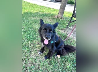 Bella - kleine Hündin sucht das große Glück