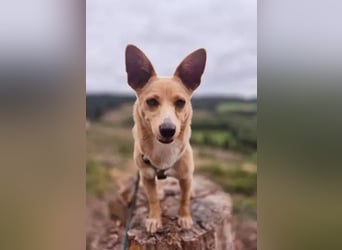 Remi - verspielte, freundliche, anhängliche Hündin / in Neustadt an der Donau